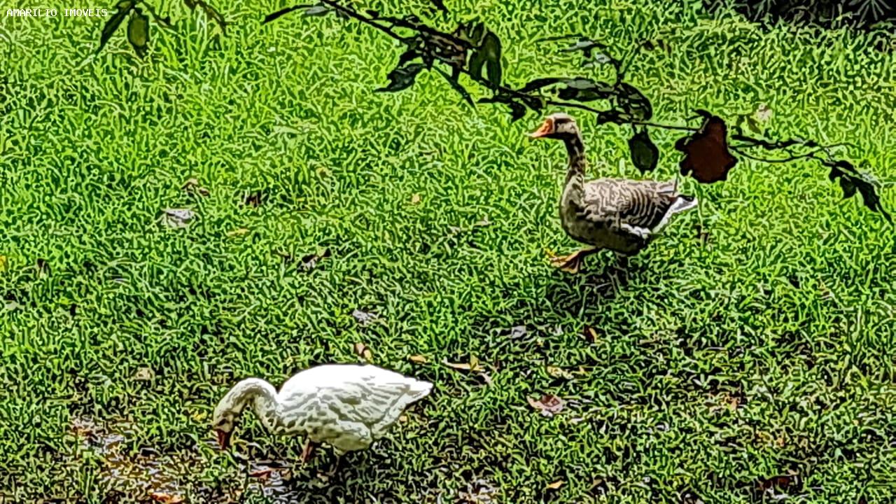 Chácara, 3 quartos, 13 hectares - Foto 59