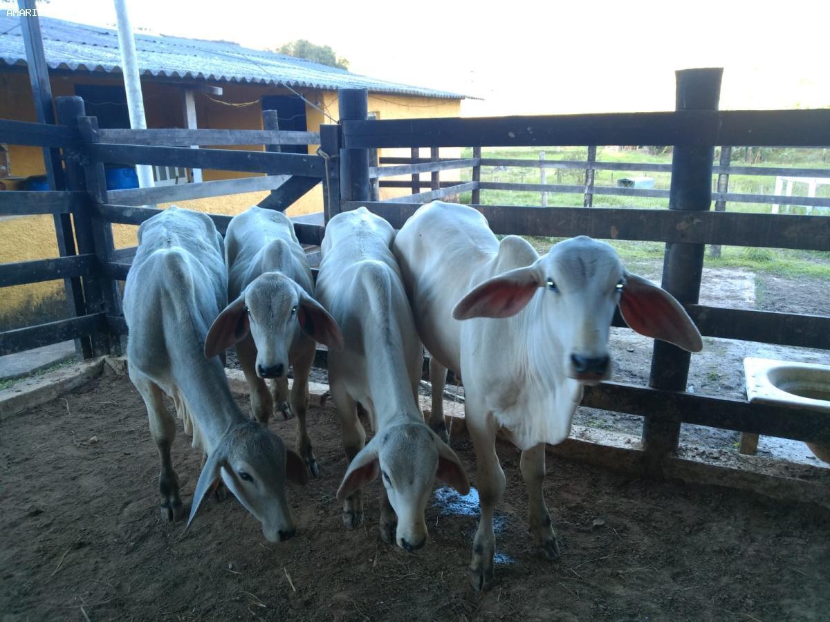 Chácara, 15 hectares - Foto 5