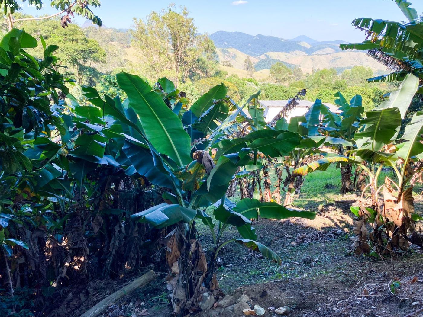 Chácara, 3 quartos, 6000 m² - Foto 36