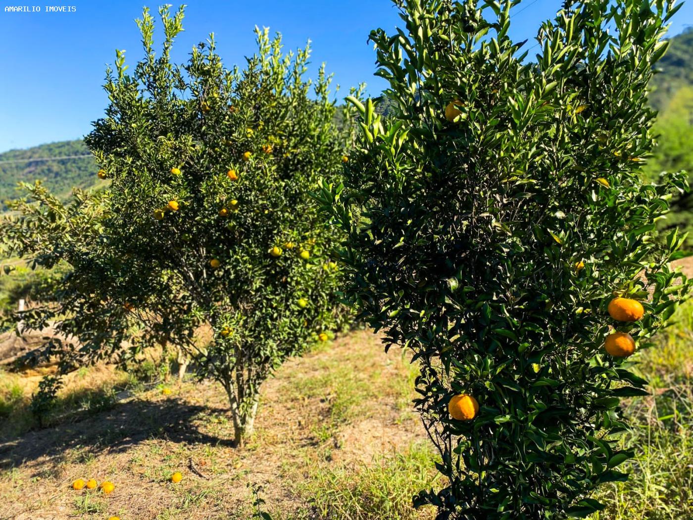 Chácara, 3 quartos, 6000 m² - Foto 39