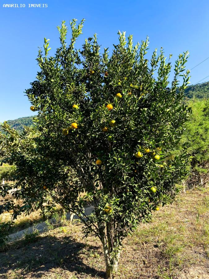 Chácara, 3 quartos, 6000 m² - Foto 40