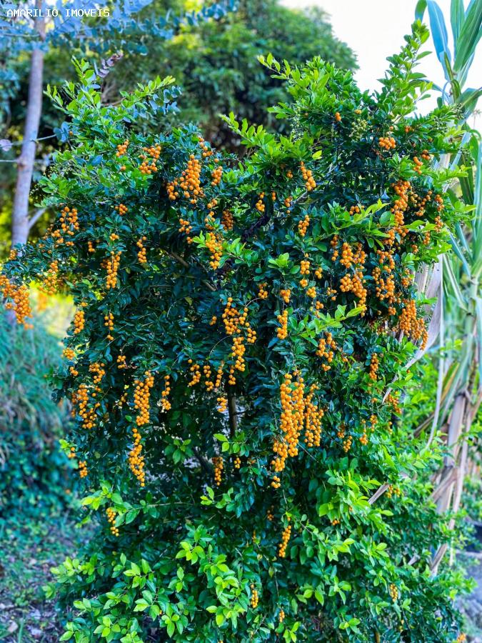 Chácara, 3 quartos, 6000 m² - Foto 38