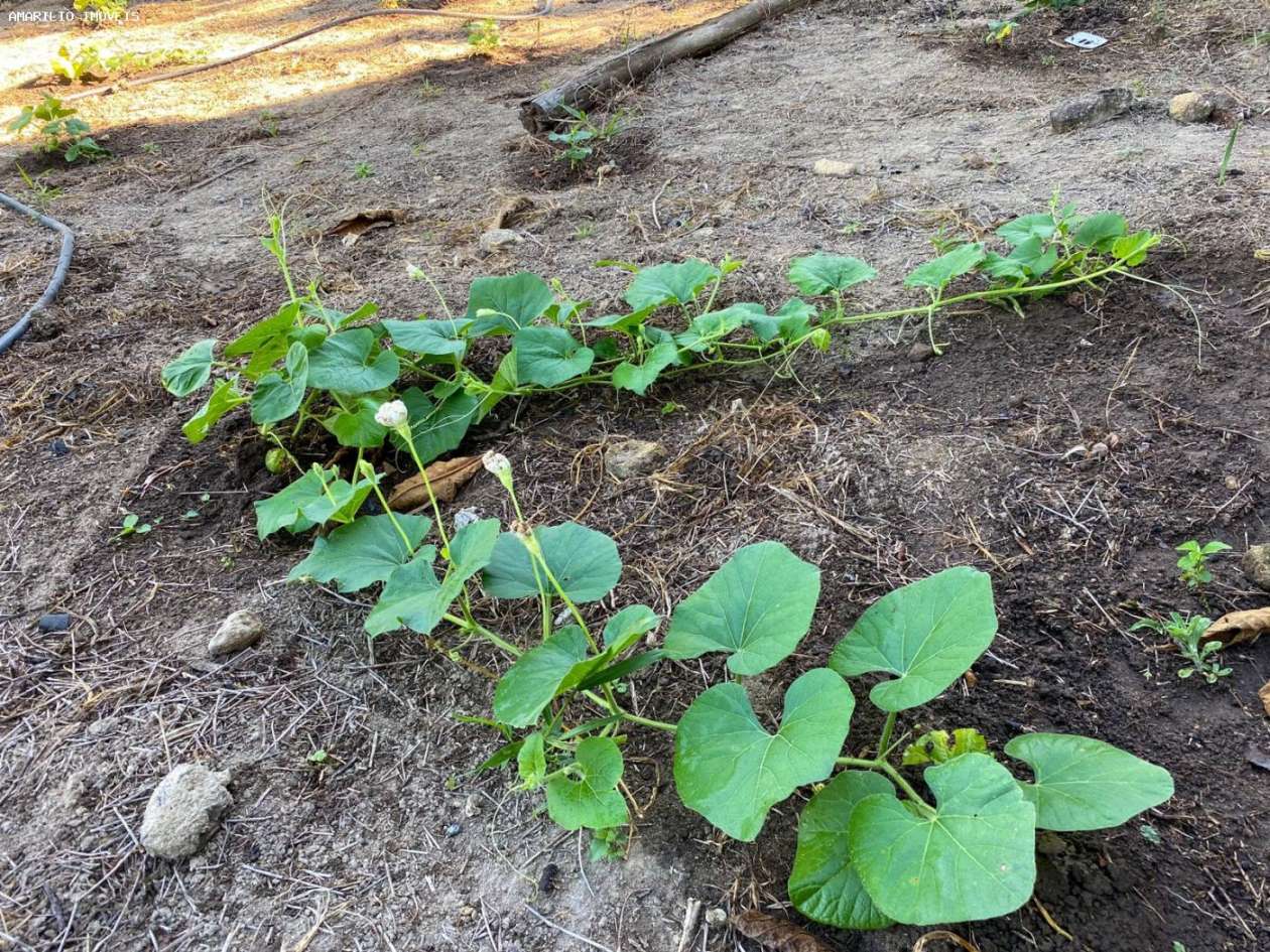 Chácara, 3 quartos, 6000 m² - Foto 41