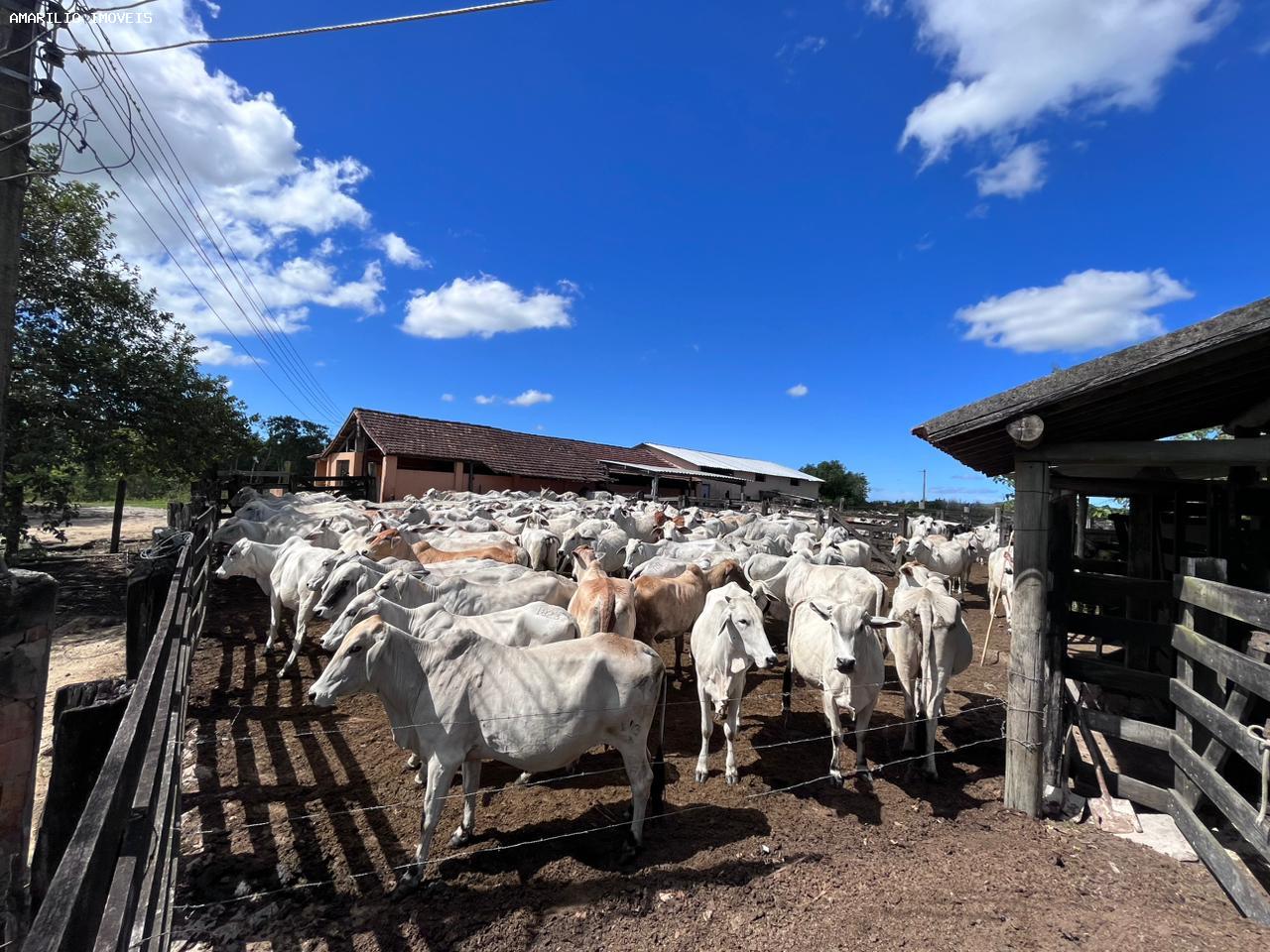 Fazenda, 252 hectares - Foto 15