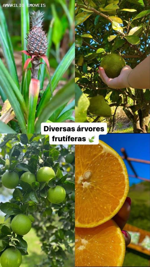 Chácara, 2 quartos, 2905 m² - Foto 15