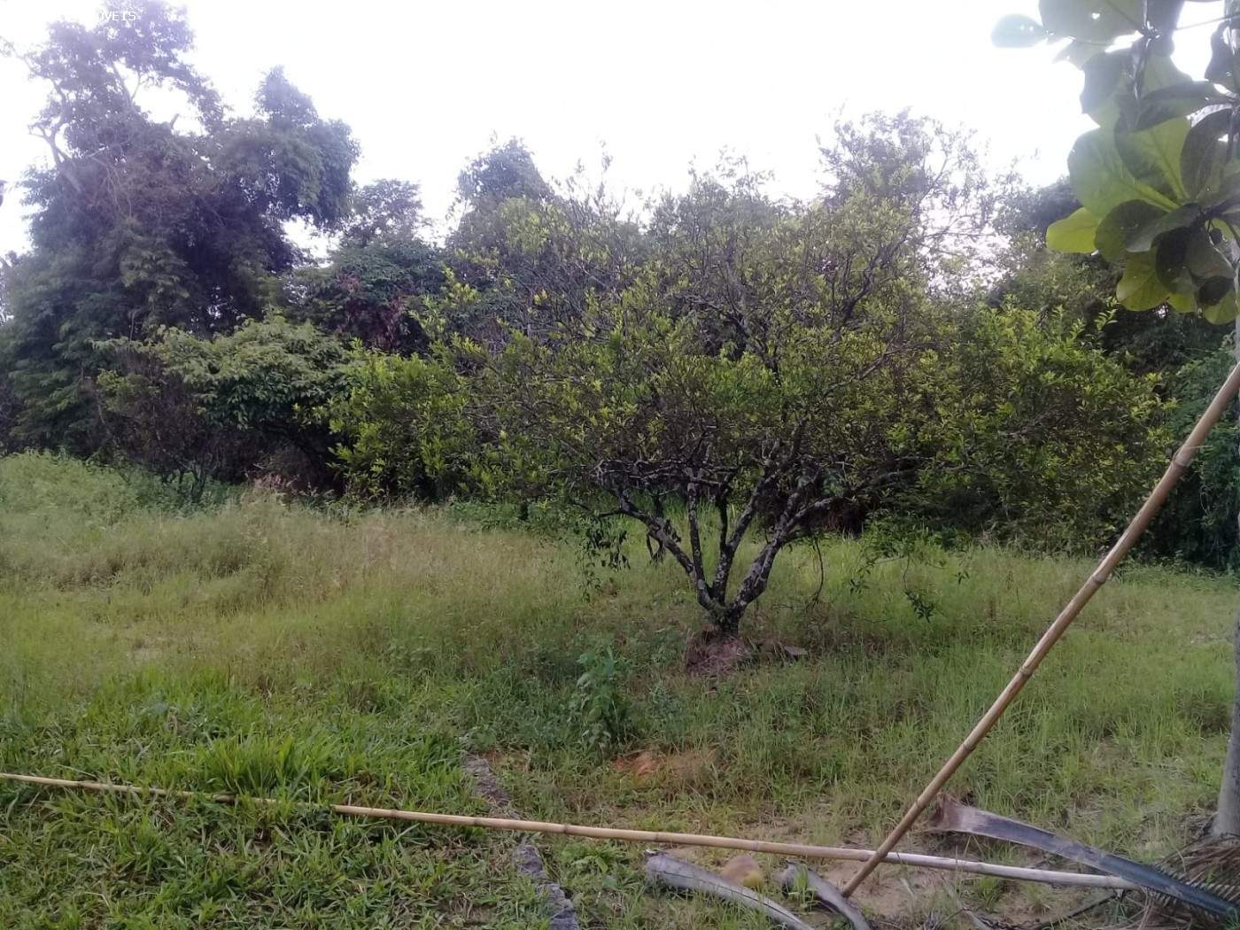 Terreno à venda, 7000m² - Foto 6